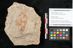 Foto (Objekt + Etikett) von Quercus palaeoilex Ettingshausen (NHMW-GEO-2024-0188-6368)